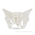 Adult Female Pelvic Structure Model